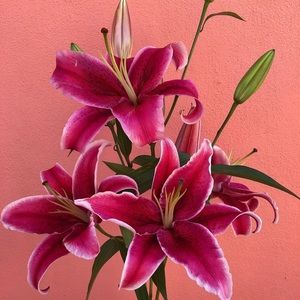 Meet your Posher, Alee